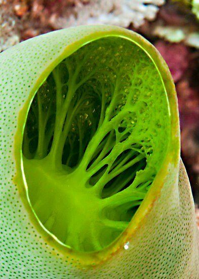 Embedded image Sea Squirt, Under The Water, Deep Sea Creatures, Beautiful Sea Creatures, Underwater Creatures, Underwater Life, Water Life, Deep Blue Sea, Ocean Creatures