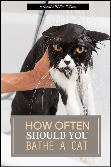 Taking care of a cat’s fur is important. How often should you bathe a cat? Cat Tatoos, Cat Acne, Cat Creature, Jiji Cat, Large Cat Breeds, Cat Wash, Cat Crazy, Cat Women, Cat Allergies