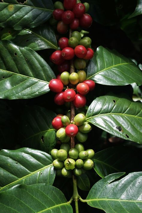 Coffee Bean Tree, Coffee Beans Photography, Tattoo Cafe, Cajun Creole Recipes, Coffee Board, Coffee Box, Coffee Roastery, Coffee Tree, Coffee Farm