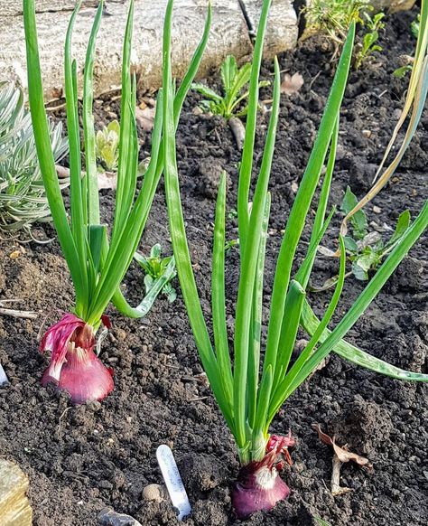 🌱Staying 1 step ahead, in next year's growing season. . . Although onion seedlings are coming along nicely for this year's harvest. I have… Onion Seedlings, Plants, Instagram