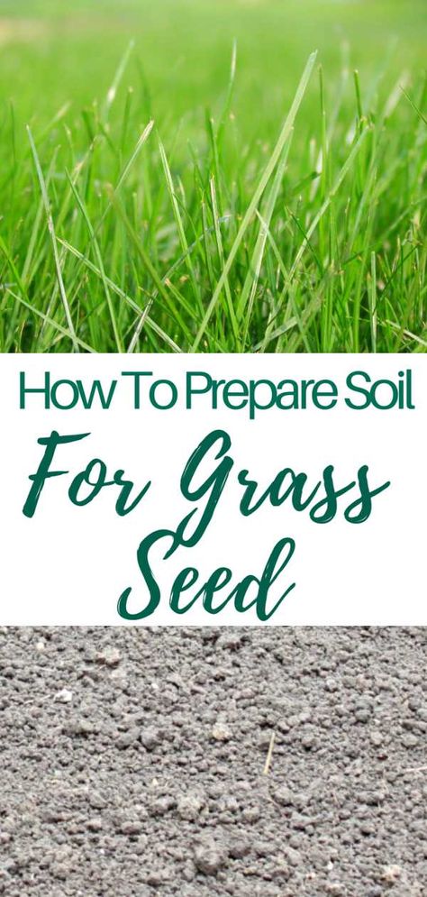 Planting Grass Seed, Planting Grass, Tattoo Plant, Growing Grass, Aerate Lawn, Diy Lawn, Healthy Lawn, Grass Seed, Green Lawn