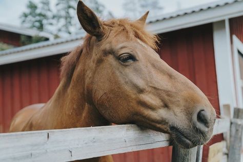 Tips and tricks from one horse owner to another! Horse Hacks, Coconut Oil Shampoo, Countryside Village, Priority List, Water Trough, Cowgirl Magazine, Store Hacks, Free Online Jigsaw Puzzles, Dollar Store Hacks