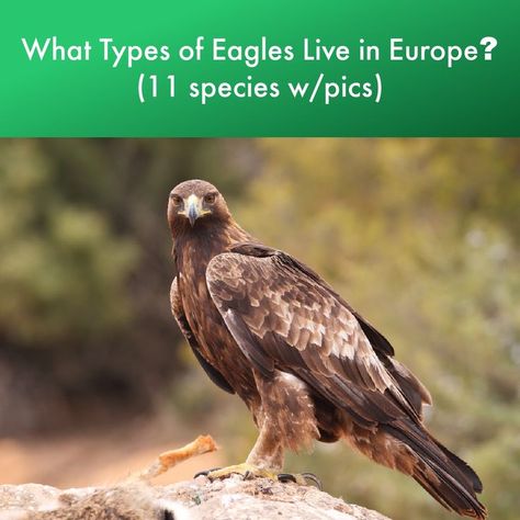 The Eagles in Europe will amaze you with their beauty, large size, and astonishing ability. #eagles Types Of Eagles, Owl Facts, Fastest Bird, Live In Europe, Fun Facts About Animals, Bird Identification, Life List, Living In Europe, The Eagles