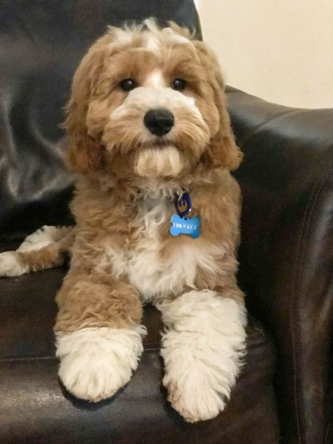 Red and white Goldendoodle, Tuxedo Goldendoodle puppy, Candy Doodles Kingsley. Candydoodles-Goldendoodles.com Tuxedo Goldendoodle, Candy Doodles, White Goldendoodle, Teddy Bear Dog, Bernedoodle Puppy, Golden Doodles, Australian Labradoodle, Goldendoodle Puppy