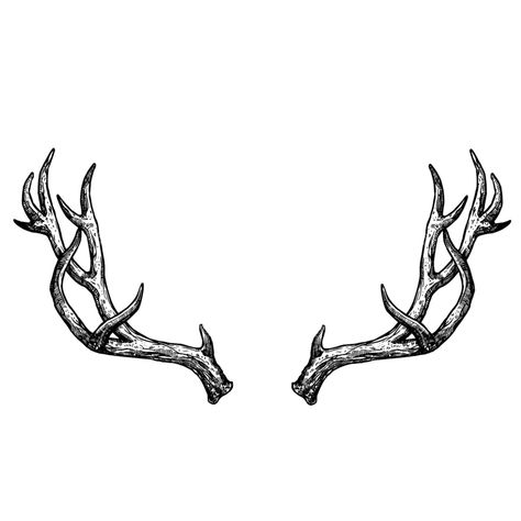 Buck Antlers Drawing, Elk Skull Tattoo Design, Stag Horns Tattoo, Men’s Deer Tattoo, Creative Animal Tattoos, Buck Antler Tattoo, Antlers Tattoos For Women, Deer Tattoo Sleeve, Antler Rib Tattoo