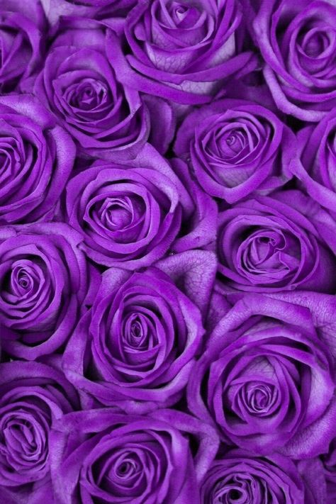 Purple Roses Wallpaper, Light Purple Wallpaper, Banana Art, Cocoppa Wallpaper, Rose Violette, Purple Themes, Purple Girls, Cute Flower Wallpapers, All Things Purple