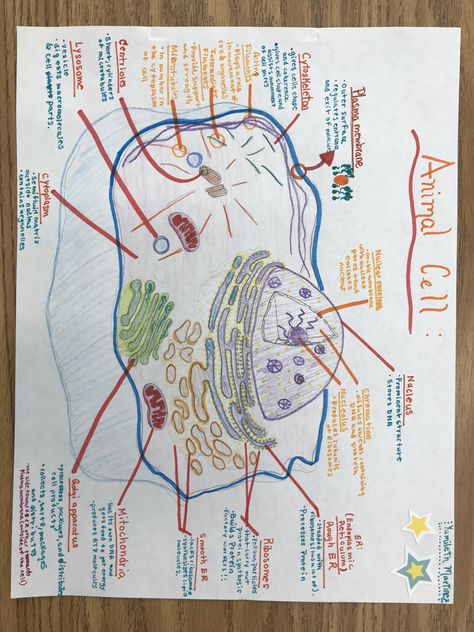 This Animal Cell includes: #Nucleus #Rough endoplasmic reticulum #Smooth endoplasmic reticulum #Ribosomes #mitochondria   #Golgi apparatus #Cytoplasm  #Lysosome #Centrioles #Cytoskeleton  #Plasma membrane Nucleus Cell Drawing, Plasma Membrane Drawing, Ribosomes Notes, Cytoplasm Drawing, Endoplasmic Reticulum Drawing, Endoplasmic Reticulum Diagram, Biology Painting, Animal Cell Anatomy, Animal Cell Drawing