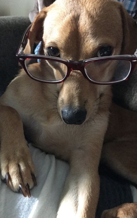 Smart dog Dog Wearing Glasses, Dog With Glasses, Cute Easy Doodles, Easy Doodles, Cute Glasses, Smart Dog, Brown Dog, Silly Animals, Wearing Glasses