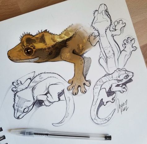 Crested gecko Devinellekurtz Art, Devin Elle Kurtz, Cute Reptiles, Crested Gecko, Art Journal Therapy, Everyday Art, Animal Sketches, Cool Art Drawings, Art Challenge