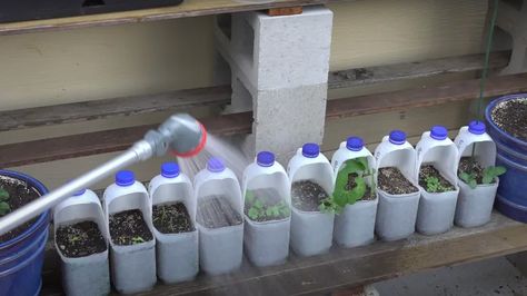 How To Repurpose Your Empty Milk Jugs For Your Garden Milk Jugs Garden, Starting Seeds Inside, Garlic Garden, Laundry Detergent Container, Detergent Container, Juice Carton, Plastic Jugs, Plastic Milk, Strawberry Planters