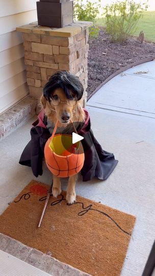 Trick Or Treating, My Dog, Trick Or Treat, Happy Halloween, Golden Retriever, The End, The Way, Audio, Halloween