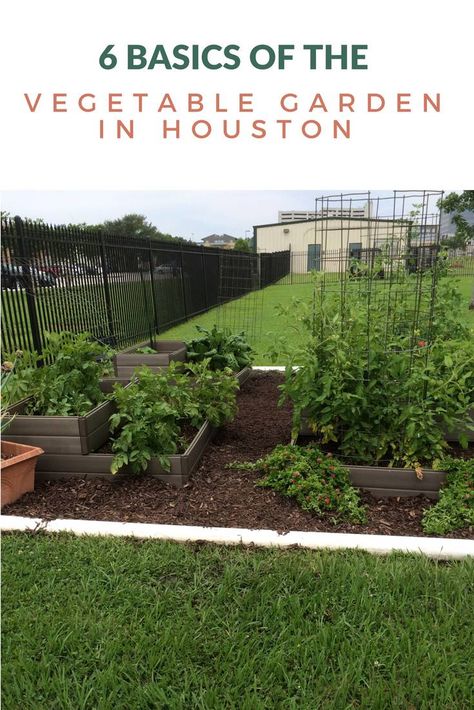 Gardening In Houston Texas, Texas Gardening Vegetables, Houston Gardening, Yard Renovation, Start A Vegetable Garden, Spring Vegetable Garden, Houston Garden, Yard Oasis, Chilean Food