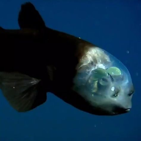 Barreleye Fish, Transparent Fish, Water Nature, Green Lenses, Sensitive Eyes, Ocean Creatures, Sealife, Bright Green, Sea Life