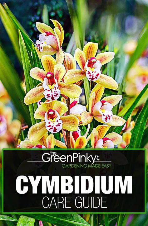 Want to Grow Cymbidium? — Grow Tips (that Work) Cymbidium Orchids Care, Indore Plants, Ayurvedic Plants, Orchids Care, Repotting Orchids, Orchid Plant Care, Flowers Orchids, Cymbidium Orchid, Orchid Plant