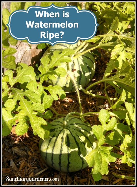 If you’re like me, you’ve struggled with knowing when a watermelon is ripe. This is my third year growing watermelon, and I’ve just now figured it out. The old-timer’s metho… Growing Watermelon, How To Grow Watermelon, Just Now, Figure It Out, Great Outdoors, The Great Outdoors, In The Garden, Watermelon, Plant Leaves