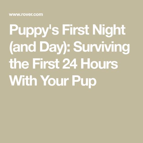 Puppy First Night Home, First Night With Puppy, Puppy Schedule, Puppy Day, Getting A Puppy, Night And Day, 1st Night, How To Survive, Day For Night