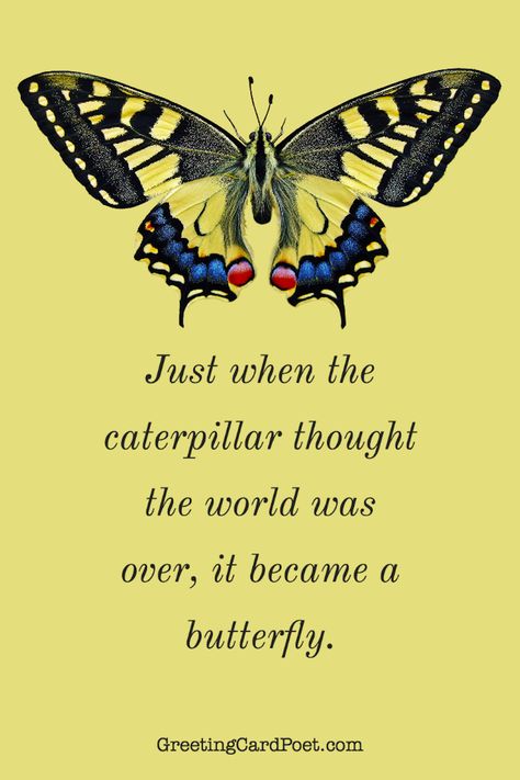 Cute quotes - Butterfly Butterfly Pics, Just When The Caterpillar Thought, Caterpillar To Butterfly, Butterfly Colors, Butterfly Inspiration, Ball Wallpaper, Butterfly Eyes, Eye Quotes, Dragon Ball Wallpaper Iphone