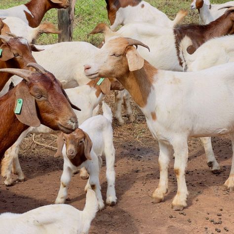 🐐 Embrace the Beauty of Goat Farming! 🌿 There’s something truly special about raising goats—they’re not just adorable; they’re hardworking, resilient, and integral to sustainable farming. From their playful antics to the joy of seeing them thrive, goat farming offers a unique and rewarding experience. ✨ Why We Love Goat Farming: 🌟 Adorable Companionship: Goats are curious and friendly, making every day on the farm a delight. 🌟 Sustainable Practices: They’re excellent for natural weed contro... Meat Goats, Goat Herding, Raising Goats, Sustainable Agriculture, Goat Farming, Sustainable Farming, Sustainable Practices, Amazing Animals, On The Farm