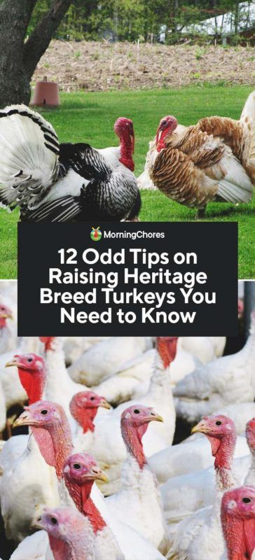 12 Odd Tips on Raising Heritage Breed Turkeys You Need to Know Caring For Turkeys, Heritage Turkey Breeds, Turkey Roost Ideas, Turkey Housing, Turkey Raising, Turkey Pen, Heritage Turkeys, Chicken Roosts, Farming Chickens