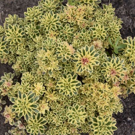 Sedum Atlantis, Muted Olive Green, Plant Tags, Blush Tones, Boogie Woogie, Perennial Garden, Organic Matter, Ground Cover, Atlantis