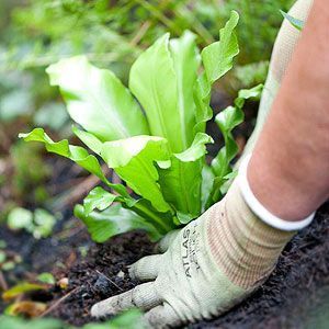 How To Plant Around a Pond Backyard Fountain, Fish Pond Gardens, Fountains Backyard, Pond Landscaping, Backyard Water Feature, Natural Pond, Pond Plants, Moving Water, Aquaponics System