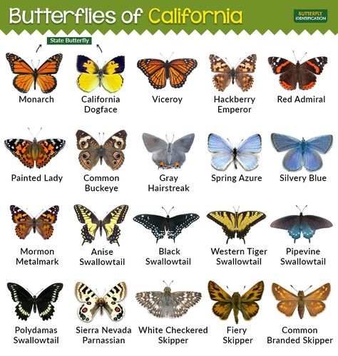 Types of Butterflies in California Different Type Of Butterflies, Species Of Butterflies, Butterfly Types And Meanings, Type Of Butterflies, California Butterflies, Butterflies Species, Butterfly Types, Aztec Pattern Wallpaper, Crawling Animals