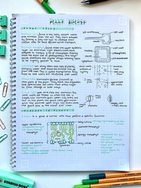 Organized Biology Notes, Plant Cell Notes Biology, Science Cells Notes, Biology Notes Aesthetic Plant Cell, Aesthetic Notes Biology Cells, Plant Tissue Notes, Aqa Biology Gcse, Cell Biology Notes Gcse, Tissue Notes Biology