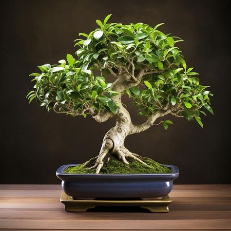 Bonsai Care Essentials | Bonsai for Beginners Bonsai Tree Ficus, Bonsai For Beginners, Bonsai Fertilizer, Ficus Bonsai Tree, Ficus Bonsai, Literati Bonsai Style, Jade Bonsai, Bonsai Care, Bonsai Mame