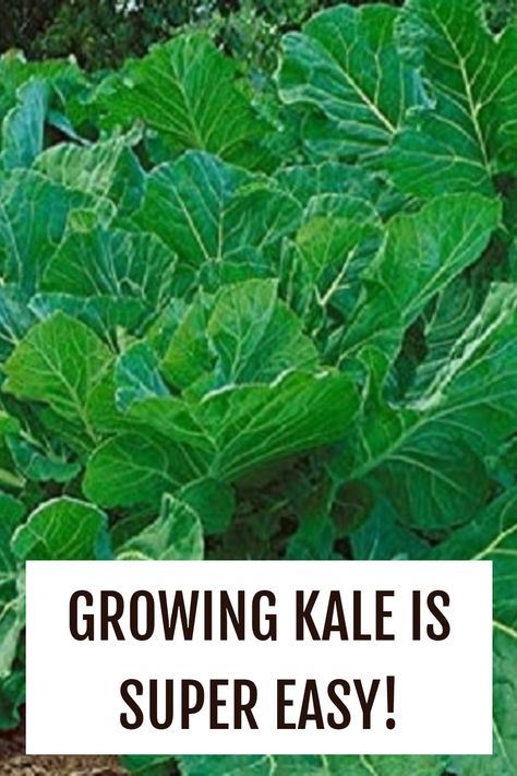 Growing kale is really simple - all you have to do is sow and pick! Let’s find out how to choose the best kale varieties and how to grow it successfully all year long. How To Grow Kale, Planting Kale, Grow Kale, Different Types Of Kale, Harvesting Kale, Growing Kale, Garden Veggies, Gardening Supplies, Gardening For Beginners