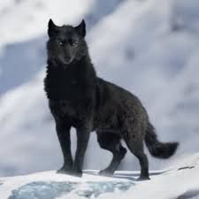 Wolf With Red Eyes, Werewolf Stories, The Call Of The Wild, Wolf Pup, Wild Wolf, Wolf Pictures, Wolf Spirit, Call Of The Wild, Ghost Cat