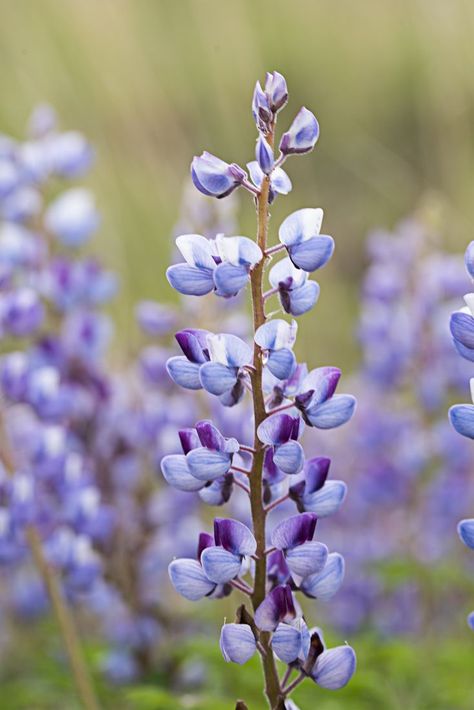 Caterpillar Habitat, Karner Blue Butterfly, Wild Lupine, Nitrogen Fixing Plants, Butterfly Caterpillar, Pollinator Plants, Meadow Garden, Attracting Beneficial Insects, Plant Information