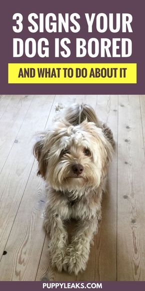 Dog Boredom, Puppy Obedience Training, Dog Body Language, Dog Minding, Positive Dog Training, Easiest Dogs To Train, Basic Dog Training, House Training Dogs, Dog Games