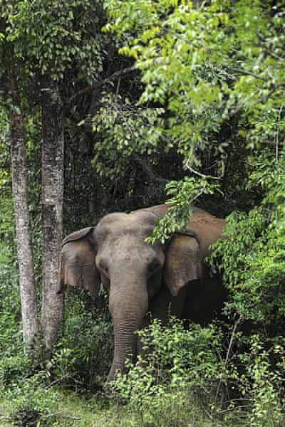 The week in wildlife - in pictures | Environment | The Guardian Elephants Never Forget, Save The Elephants, Asian Elephant, Elephant Love, African Elephant, An Elephant, Animal Planet, Wild Animals, Nature Animals