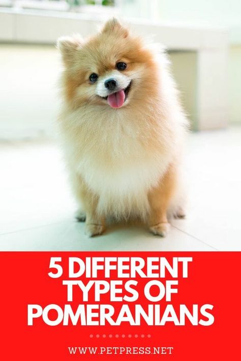 different types of pomeranians Cute Pomeranian Haircut, Pomeranian Types, Fox Pomeranian, Fox Face Pomeranian, Pomeranian Puppy Haircut, Pomeranian Puppy Training, Cute Pomeranian Puppies, Ginger Facts, Parti Pomeranian