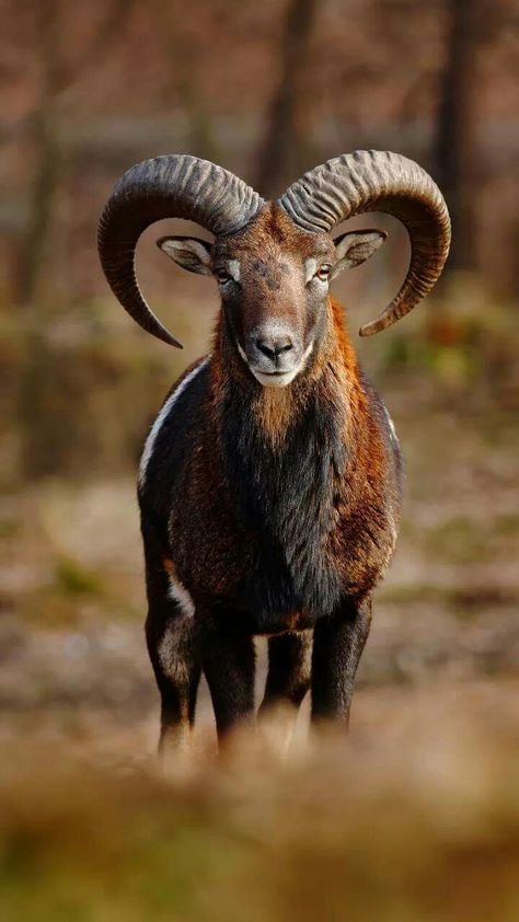 Aries Archetype, Animal Hunting, Zoo Photos, Big Horn Sheep, Deer Photos, Wildlife Pictures, Majestic Animals, Amazing Pictures, Animal Heads