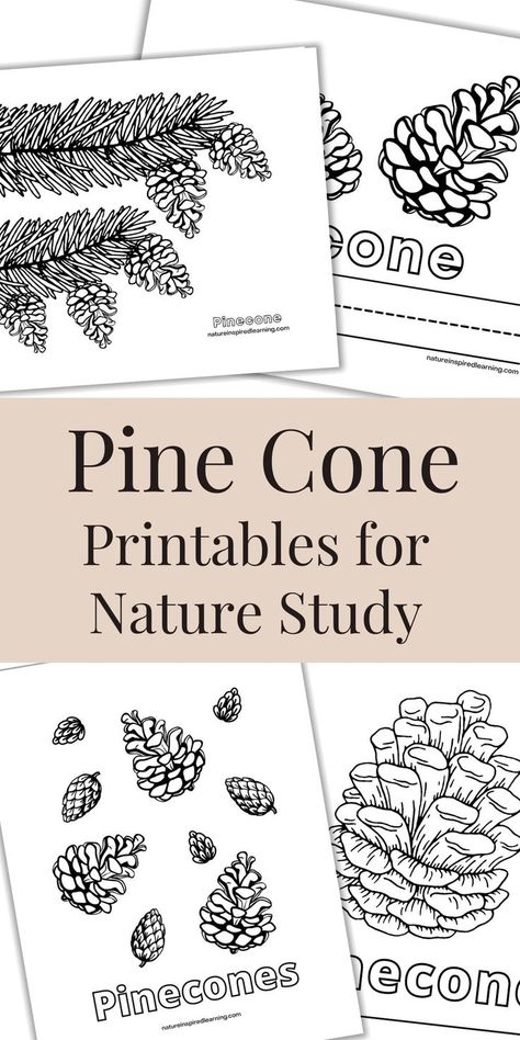 pine cone printables overlapping with a tan rectangle with text overlay. Pinecone Coloring Page, Kindergarten Coloring Sheets, Nature Printables, Science Lessons Elementary, Homeschool Nature Study, General Science, Homeschool Freebies, Science Lesson, Homeschool Elementary