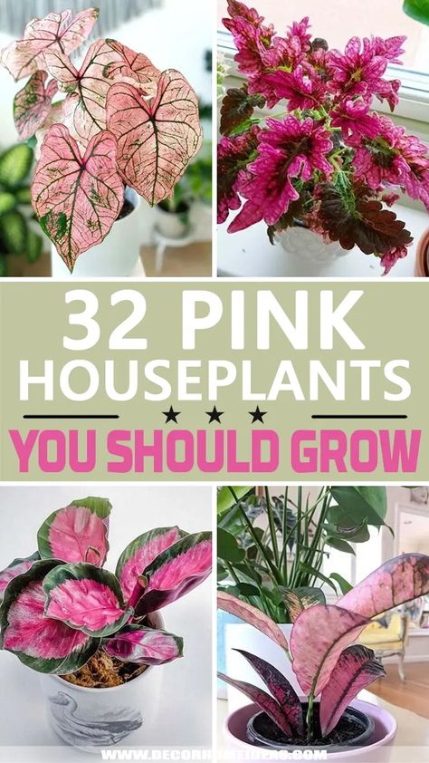 Pink Plants Indoor Houseplant, Spotted Plants Houseplant, Pink Indoor House Plant, Pink Monstera Plant, Pink Plant Room Aesthetic, Pink And Green Bathroom Aesthetic, Pink Plants Indoor, Pink House Aesthetic Interior, Pretty Plants Aesthetic