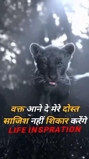 Motivational Photos Life, Tiger Illustration Art, Attitude Status Shayari, Tiger Drawings, Lion Attitude, Tiger Black And White, Tattoos Tiger, Motivational Status In Hindi, Tiger Quotes