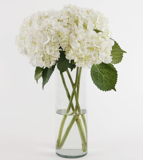 White Hydrangea Bouquet, Ivory Hydrangea, Large Hydrangea, Modern Glass Vases, Hydrangea Arrangements, Bridal Shower Cookies, Florist Design, White Hydrangeas, Hydrangea Bouquet