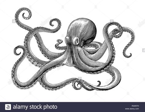 Download this stock vector: Octopus hand drawing vintage engraving illustration on white backgroud - R44NTH from Alamy's library of millions of high resolution stock photos, illustrations and vectors. Jelly Fish Tattoos, Clip Art Fish, Octopus Drawing, Octopus Illustration, Vintage Octopus, Lines And Dots, Drawing Vintage, Abstract 3d Art, Octopus Tattoo