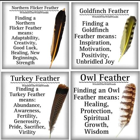 Feather Color Meaning, Feather Magic, Finding Feathers, Feather Symbolism, Feather Meaning, Animal Signs, Spirit Animal Meaning, Owl Feather, Animal Spirit Guides