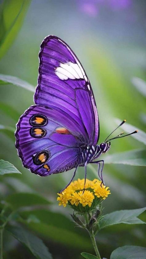 Purple And Yellow Aesthetic, Beautiful Butterfly Images, Butterfly Chrysalis, Small Mosaic, Butterfly Migration, Colorful Moths, Most Beautiful Butterfly, Using Resin, I Love Nature