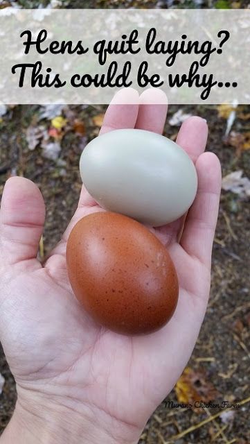 Chicken Incubator, Best Egg Laying Chickens, Egg Laying Chickens, Backyard Chicken Farming, Chicken Health, Laying Hens, Raising Backyard Chickens, Keeping Chickens, Free Range Chickens