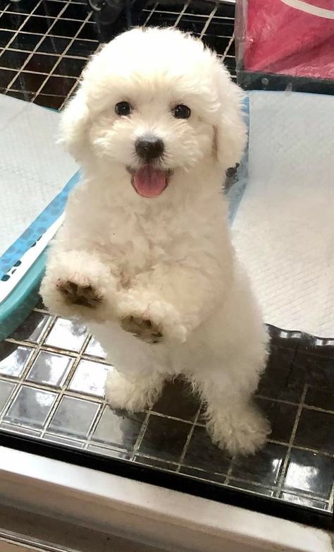 White Toy Poodle Puppy, Toy Poodle Puppies White, Bichon Frise Aesthetic, Toy Poodle White, White Poodle Puppy, Poodle Puppy White, Maria Elizabeth, White Toy Poodle, Toy Poodle Puppy