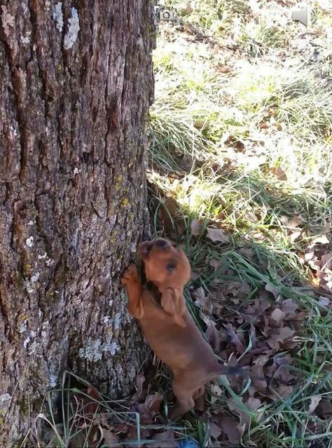 Baby redbone puppy, already treeing! Coonhound Puppy, Coon Hunting, Organic Dog Food, Redbone Coonhound, Hound Dog, Hunting Dogs, Dog Food, Dog Names, Dog Pictures