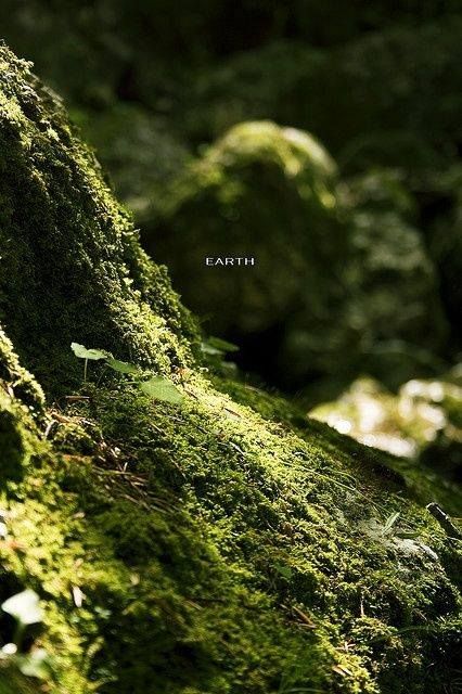 Earth Elements, Nature Aesthetic, In The Forest, Green Aesthetic, Mother Earth, The Forest, A Tree, Mother Nature, Beautiful Nature