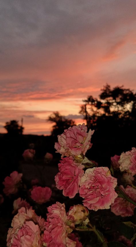 Flowers Sunset, Photo Elements, Sunset Rose, 2024 Year, Rosé Brown, Rose Bush, Color Analysis, Theme Ideas, Beautiful Sunset