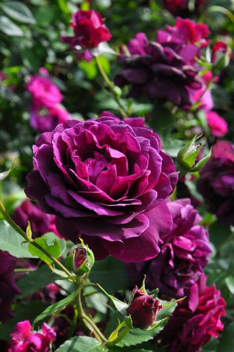 Magenta Roses, Rose Garden Landscape, Japanese Rose, Magenta Rose, Heirloom Roses, Types Of Roses, Nothing But Flowers, David Austin Roses, Dahlia Flower