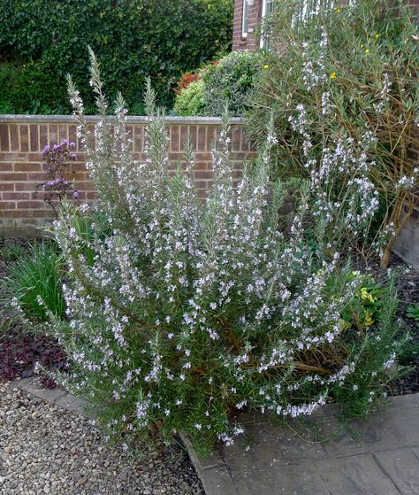 Rosemary Bush Landscaping, Mediterranean Planting, Rosemary Bush, Yard Plants, Mom Things, Landscape Plants, Garden Inspo, Planting Ideas, Yard Landscape