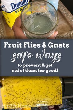 How To Get Rid Of Nats In The Kitchen, Get Rid Of Nats House, How To Rid Fruit Flies, Gnat Traps Homemade, How To Get Rid Of Fruit Flies And Nats, Rid Of Fruit Flies In House, Catch Fruit Flies In House, How To Get Rid Of Gnats In The Kitchen, How To Kill Gnats In The House